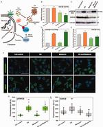 GSK3B Antibody in Western Blot, Immunocytochemistry (WB, ICC/IF)