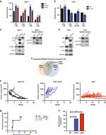 Estrogen Receptor alpha Antibody in Western Blot (WB)