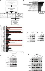 Estrogen Receptor alpha Antibody in Western Blot (WB)