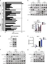 Estrogen Receptor alpha Antibody in Western Blot (WB)