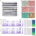APC6 Antibody in Western Blot (WB)