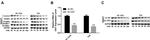 NUSAP1 Antibody in Western Blot (WB)