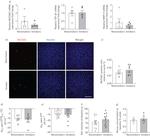 MUC5AC Antibody in Immunocytochemistry (ICC/IF)