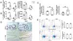 T-bet Antibody in Immunohistochemistry (IHC)