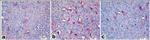 Active/Pro-Caspase 3 Antibody in Immunohistochemistry (IHC)