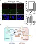 CD80 Antibody in Immunohistochemistry (Paraffin), Immunocytochemistry (IHC (P), ICC/IF)
