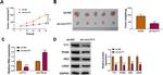 YY1 Antibody in Western Blot (WB)