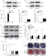 ITGA10 Polyclonal Antibody