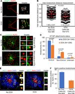 HEC1 Antibody in Immunocytochemistry (ICC/IF)