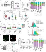 beta-3 Tubulin Antibody in Western Blot (WB)