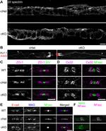 Connexin 32 Antibody in Immunohistochemistry (IHC)