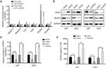 VEGFA Antibody in Western Blot (WB)