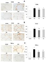 MCP-1 Antibody in Immunohistochemistry (IHC)