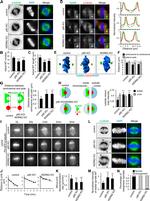 NuMA Antibody in Immunocytochemistry (ICC/IF)