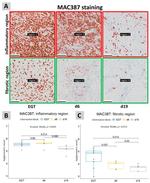 Calprotectin Antibody in Immunohistochemistry (Paraffin) (IHC (P))