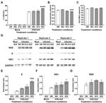 Dengue Virus Type 2 NS5 Antibody in Western Blot (WB)
