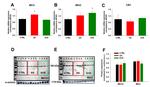 MICU1 Antibody in Western Blot (WB)