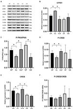GPR81 Antibody in Western Blot (WB)