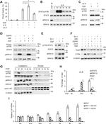 ERK1/ERK2 Antibody in Western Blot (WB)