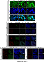 CD133 (Prominin-1) Antibody in Immunocytochemistry (ICC/IF)
