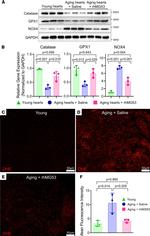 GPX1 Antibody in Western Blot (WB)