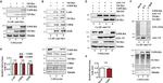 c-Myc Antibody in Western Blot, Immunoprecipitation (WB, IP)