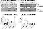 alpha Tubulin Antibody in Western Blot (WB)