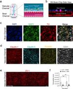 Claudin 1 Antibody in Immunohistochemistry, Immunocytochemistry (IHC, ICC/IF)
