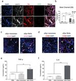 MAP2 Antibody in Immunohistochemistry (IHC)