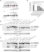TMPRSS13 Antibody in Western Blot (WB)