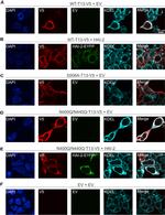 KDEL Antibody in Immunocytochemistry (ICC/IF)