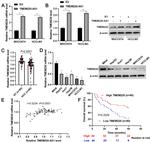 TMEM220 Antibody in Western Blot (WB)