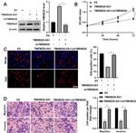 TMEM220 Antibody in Western Blot (WB)