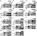 SP2 Antibody in Western Blot, Immunoprecipitation (WB, IP)