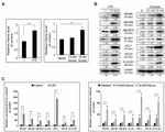 PDE6 gamma Antibody in Western Blot (WB)