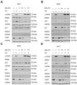 RRM2 Antibody in Western Blot (WB)
