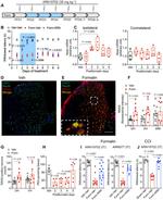ASAHL Antibody in Immunohistochemistry (IHC)