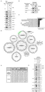 Cyclin L1 Antibody in Western Blot (WB)
