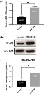 GAPDH Antibody in Western Blot (WB)