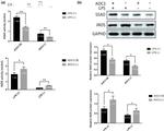 AOC3 Antibody in Western Blot (WB)
