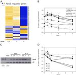 Bacterial Alkaline Phosphatase Antibody in Western Blot (WB)