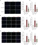 CD16 Monoclonal Antibody (ASH 1975)