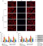 Cardiac Myosin Heavy Chain Monoclonal Antibody (3-48)