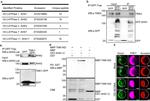 Maltose Binding Protein Antibody in Western Blot (WB)