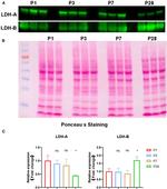 LDHA Antibody in Western Blot (WB)