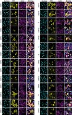 V5 Tag Antibody in Immunocytochemistry (ICC/IF)