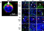 CD4 Antibody in Immunocytochemistry (ICC/IF)