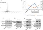 RCOR1 Antibody in Western Blot (WB)