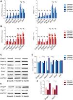 HSPA1B Antibody in Western Blot (WB)