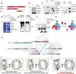 GID4 Antibody in Western Blot (WB)